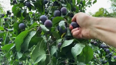Bulutlu bir günde meyve bahçesindeki olgun erikleri koparmak