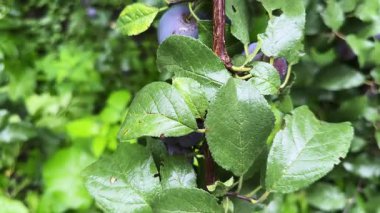 Bulutlu bir günde meyve bahçesinde olgun eriklerle sulu bir dal.