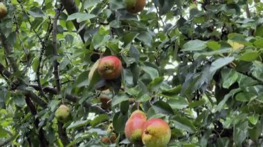 Olgunlaşmış yeşil ve kırmızı armutlar, dallara bürünmüş çiğ taneleri.