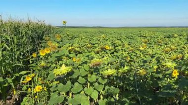 Birbirine bitişik mısır ve ayçiçeği tarlaları.