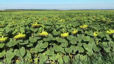 Güneşli bir sabahta olgunlaşan ayçiçeği tarlasının kenarında