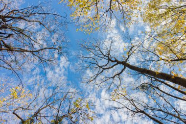 Ağaç dalları ile bulutlar gökyüzü karşı