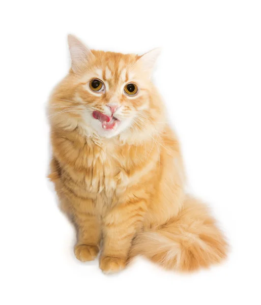 Red cat on a light background — Stock Photo, Image