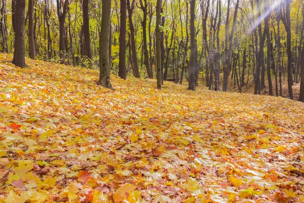 Feuilles tombées dans la forêt — Photo