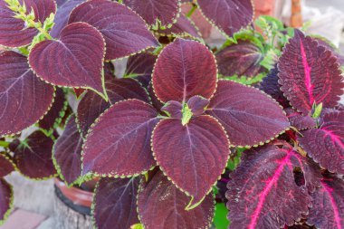 Yeşil kenarlı çeşitli kestane rengi yaprakları olan ekilmiş kolaz çalılıkları, bulutlu bir günde üst görüntü
