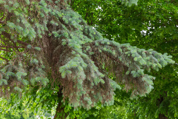 Нижние ветви старой декоративной синей ели с молодыми побегами по краям в весенний пасмурный день на размытом фоне других деревьев