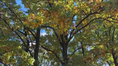 Sonbahar yaprakları gökyüzüne değen eski meşe ağaçları.