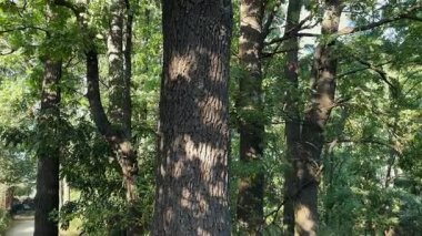 Gökyüzüne karşı yeşil yaprakları olan eski meşe ağaçları