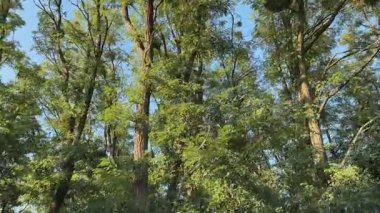 Eski kara çekirge ağaçlarının tepeleri berrak gökyüzüne karşı