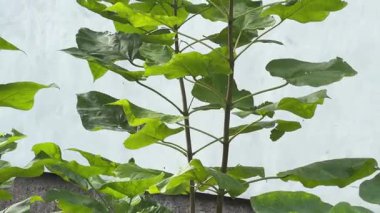 Süslü, yeşil yapraklı genç Paulownia ağacı.