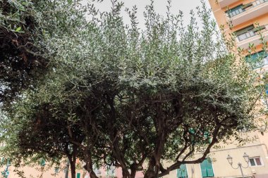 Genç zeytin ağaçları, bir kasaba bahçesinde büyüyen süs ağacı gibi, bulutlu bir günde binaların bulanık bir arka planına bakıyor.