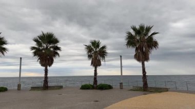 Deniz yüzeyine ve bulutlu gökyüzüne karşı yelpaze palmiyeleri