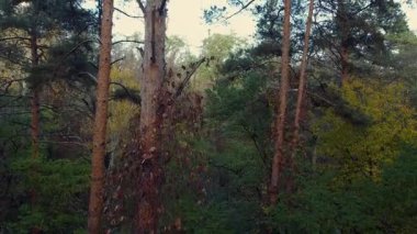 Trunks of trees growing in ravine in forest, aerial view