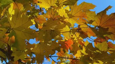 Sonbahar yapraklı akçaağaç dalı güneşli bir günde, alt manzara