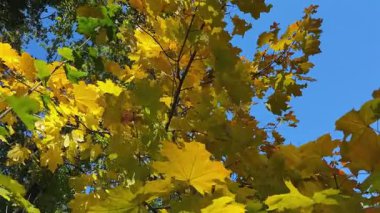 Güneşli bir günde sonbahar yapraklı akçaağaç dalları, alt manzara