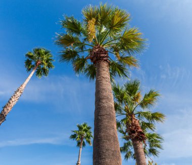 Birkaç yüksek Washingtonia robusta, Meksika hayran palmiyeleri olarak da bilinir, olgunlaşmamış meyve tomarları ile, güneşli bir günde mavi gökyüzüne karşı manzara