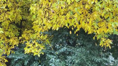 Sarı yapraklı ceviz dalları, yeşil yapraklı kiraz.