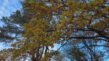 Sonbahar yapraklı meşe dalları diğer ağaçlara ve gökyüzüne karşı
