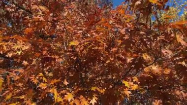Güneşli bir günde sonbahar yapraklı kırmızı meşe dalları