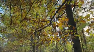 Sonbahar yapraklı meşe dalları gövdelere ve diğer ağaçlara karşı