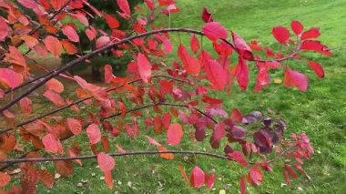 Kamu bahçesinde kırmızı yapraklı çalılar.
