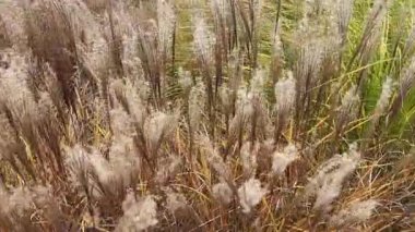 Süslü gümüşten çimenlerin kökleri, bulutlu bir günde paniğe kapılır.