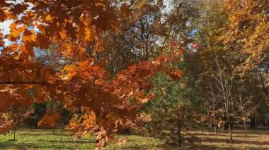 Sonbahar güneşli bir günde ön planda akçaağaç dallarıyla park et.