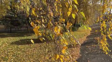 Asılan huş dalları sonbahar parkında rüzgarda sallanıyor.