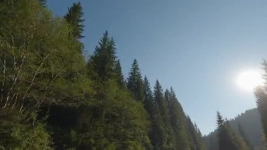 Dağ yolunda iki yamaçta da yüksek köknar var.