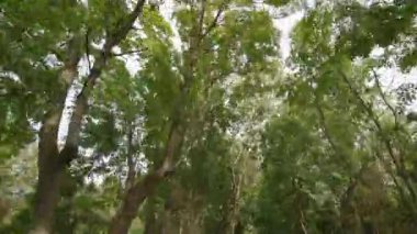 Hareket halindeyken yolun üzerinde yaşlı yaprak döken ağaçlar asılı.