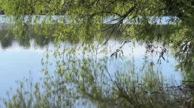 Gölet suyunun üstünde söğüt dalları sallanıyor.