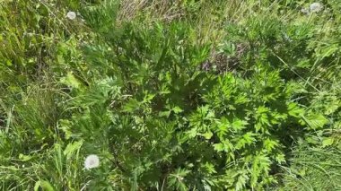 Güneşli bir günde kuru otların arasında çalı çalısı.