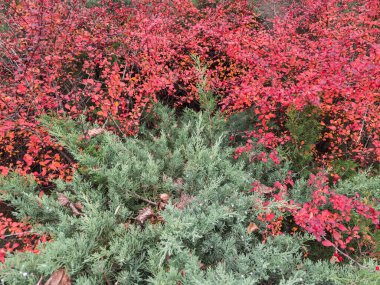 İki farklı bitkinin birleşimi - kırmızı sonbahar yapraklı böğürtlen çalıları ve bulutlu bir günde kamu bahçesinde kalan yemyeşil ardıç.