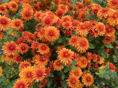 Küçük çiçekli kasımpatıların koyu kırmızı-turuncu çiçekleri. Kasımpatı çalılarının üzerinde. Sonbahar bulutlu günlerinde.