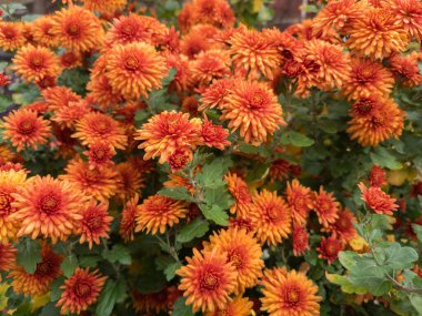 # Küçük çiçekli kasımpatıların koyu kırmızı-turuncu çiçekleri # # Kasımpatı çalılarının üzerinde # # Sonbahar bulutlu gününde #