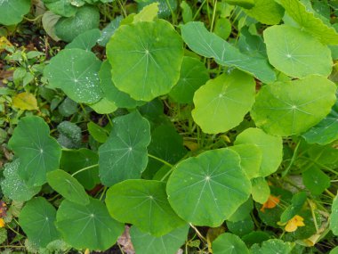 Bulutlu bir günde çiğ damlacıklarıyla kaplanmış nasturyumun disk şeklinde yeşil yaprakları.