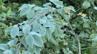 Köpek gülü dalları diğer çalılara karşı kırağı kaplamış.