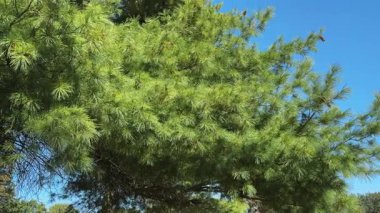 Eski doğu beyaz çam dalları berrak gökyüzüne karşı