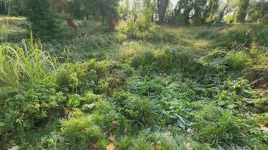 Güneşli bir sabahta, açık arazide, yüksek çimenler kırağı kaplar.