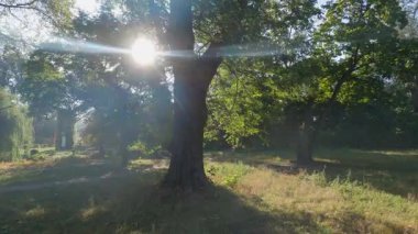 Güneşli bir sabah ışığında yaşlı ağaçlarla parkın bir parçası