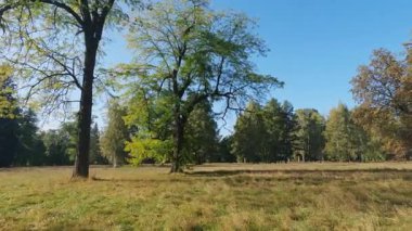 Uçlarında farklı yüksek ağaçlar olan büyük bir açıklık.