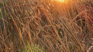 Yüksek kuru saplı otlar batan güneşe karşı