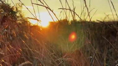 Yüksek kuru saplı otlar batan güneşe karşı