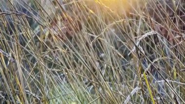 Yüksek kuru saplı otlar batan güneşe karşı