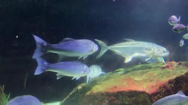 Akvaryumdaki deniz levrekleri, krikolar, ışınlar ve diğer balıklar