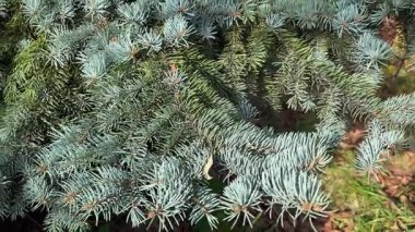 Sonbahar güneşli bir günde mavi ladin dalları