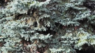 Sonbahar güneşli bir günde gökyüzüne karşı yüksek mavi ladin.