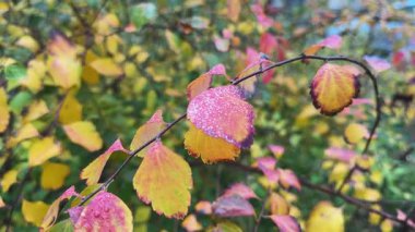 Bulutlu sabahlarda nemli sonbahar yapraklı Spiraea dalları