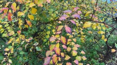 Bulutlu bir sabahta ıslak sonbahar yapraklı Spiraea çalısı.