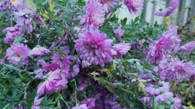 Sonbaharda çalıların tepesinde hafif mor kasımpatı çiçekleri